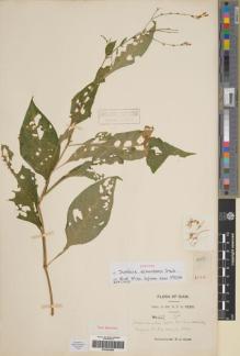 Type specimen at Edinburgh (E). Kerr, Arthur: 1658. Barcode: E00284086.