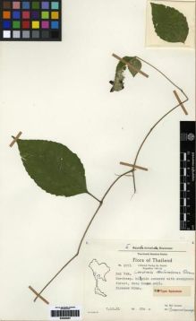 Type specimen at Edinburgh (E). Larsen, Kai: 8571. Barcode: E00284087.
