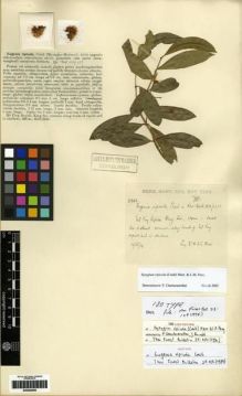 Type specimen at Edinburgh (E). Kerr, Arthur: 2944. Barcode: E00284095.