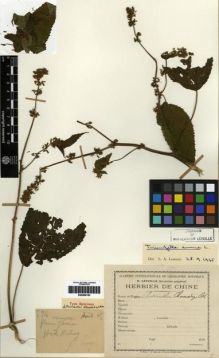 Type specimen at Edinburgh (E). Esquirol, Joseph: 594. Barcode: E00284100.