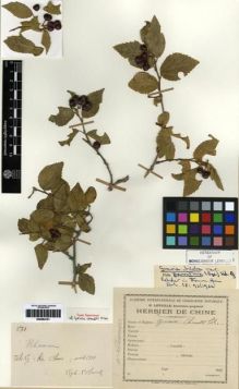 Type specimen at Edinburgh (E). Chanet, Louis: 571. Barcode: E00284101.
