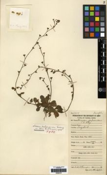 Type specimen at Edinburgh (E). Chung, H.H.: 2619. Barcode: E00284107.