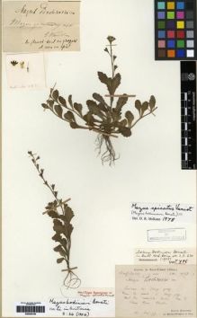 Type specimen at Edinburgh (E). Bodinier, Emile: 1593. Barcode: E00284108.