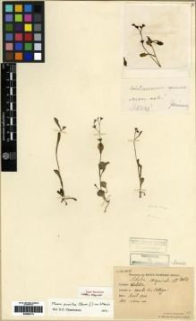 Type specimen at Edinburgh (E). Esquirol, Joseph: 2062. Barcode: E00284110.