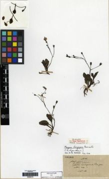 Type specimen at Edinburgh (E). Maire, Edouard-Ernest: . Barcode: E00284116.