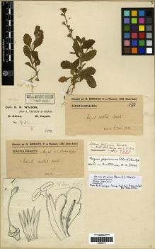 Type specimen at Edinburgh (E). Wilson, Ernest: 931. Barcode: E00284117.