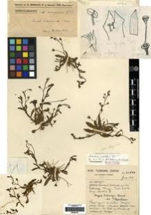 Type specimen at Edinburgh (E). Forrest, George: 21206. Barcode: E00284119.
