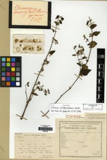 Type specimen at Edinburgh (E). Bodinier, Emile: 1533. Barcode: E00284128.