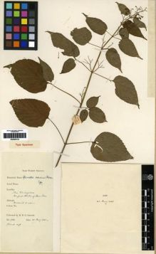 Type specimen at Edinburgh (E). Garrett, H.: 988. Barcode: E00284133.