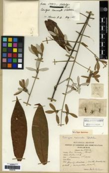 Type specimen at Edinburgh (E). Kerr, Arthur: 17913. Barcode: E00284139.