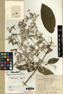 Type specimen at Edinburgh (E). Kerr, Arthur: 19792. Barcode: E00284140.