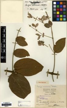Type specimen at Edinburgh (E). Kerr, Arthur: 10166. Barcode: E00284141.