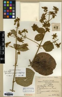 Type specimen at Edinburgh (E). Kerr, Arthur: 16411. Barcode: E00284142.