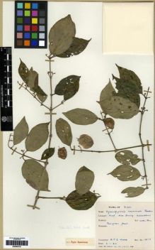 Type specimen at Edinburgh (E). Kerr, Arthur: 12917. Barcode: E00284143.
