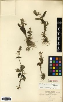 Type specimen at Edinburgh (E). Cavalerie, Pierre: 3438. Barcode: E00284147.