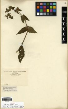 Type specimen at Edinburgh (E). Maire, Edouard-Ernest: 182. Barcode: E00284152.