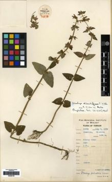 Type specimen at Edinburgh (E). Yu, Tse-tsun: 16578. Barcode: E00284158.
