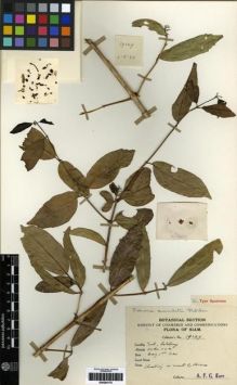 Type specimen at Edinburgh (E). Kerr, Arthur: 19269. Barcode: E00284175.