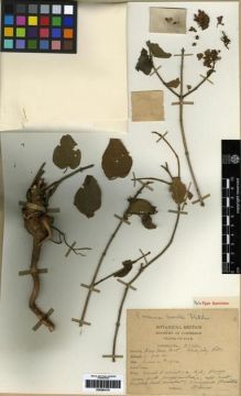 Type specimen at Edinburgh (E). Kerr, Arthur: 6122. Barcode: E00284179.