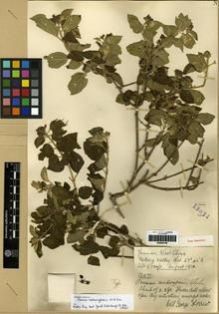 Type specimen at Edinburgh (E). Forrest, George: 13071. Barcode: E00284186.
