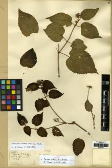 Type specimen at Edinburgh (E). Henry, Caroline: 13389. Barcode: E00284187.