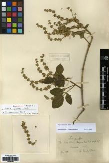 Type specimen at Edinburgh (E). Collins, D.: 72. Barcode: E00284194.