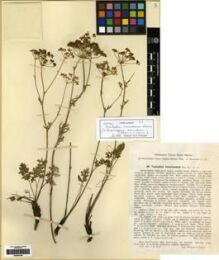 Type specimen at Edinburgh (E). Mokeeva, E.; Popov, Mikihail: 29. Barcode: E00284198.