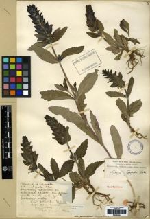 Type specimen at Edinburgh (E). Forrest, George: 2133. Barcode: E00284199.