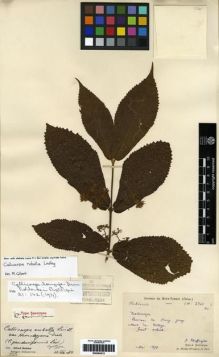 Type specimen at Edinburgh (E). Chaffanjon, Jean: 2341 BIS. Barcode: E00284212.