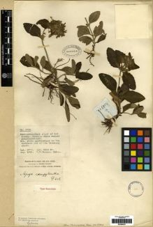 Type specimen at Edinburgh (E). Forrest, George: 2700. Barcode: E00284227.