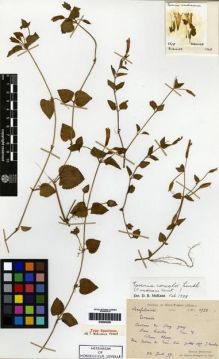 Type specimen at Edinburgh (E). Bodinier, Emile; Cavalerie, Pierre: 1728. Barcode: E00284260.