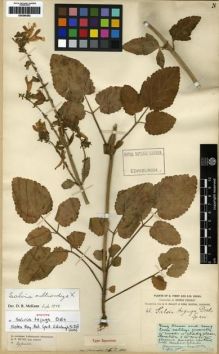 Type specimen at Edinburgh (E). Forrest, George: 65. Barcode: E00284262.
