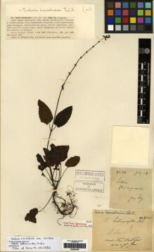 Type specimen at Edinburgh (E). Esquirol, Joseph: 320. Barcode: E00284268.