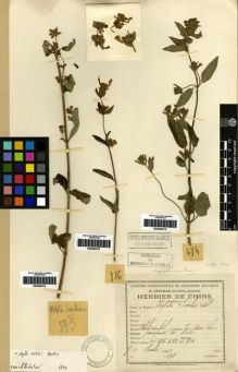 Type specimen at Edinburgh (E). Soulié, Jean: 573. Barcode: E00284274.