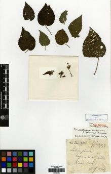 Type specimen at Edinburgh (E). Esquirol, Joseph: 330. Barcode: E00284283.