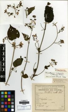 Type specimen at Edinburgh (E). Esquirol, Joseph: 755. Barcode: E00284285.