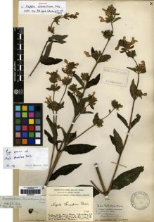 Type specimen at Edinburgh (E). Forrest, George: 598. Barcode: E00284287.