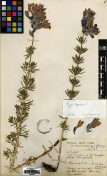 Type specimen at Edinburgh (E). Forrest, George: 12789. Barcode: E00284293.