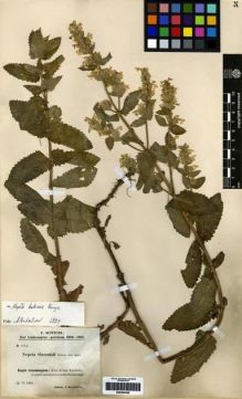 Type specimen at Edinburgh (E). Sintenis, Paul: 1914. Barcode: E00284299.