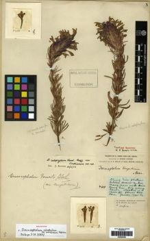 Type specimen at Edinburgh (E). Forrest, George: 605. Barcode: E00284308.