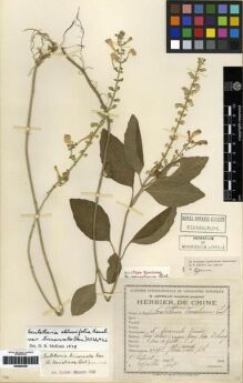 Type specimen at Edinburgh (E). Esquirol, Joseph: 291. Barcode: E00284328.