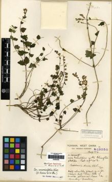Type specimen at Edinburgh (E). Forrest, George: 13050. Barcode: E00284346.