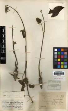 Type specimen at Edinburgh (E). Esquirol, Joseph: 90. Barcode: E00284353.