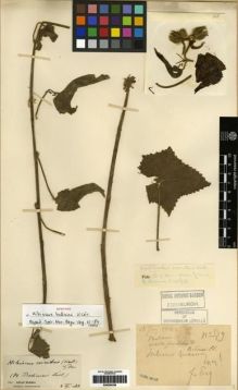 Type specimen at Edinburgh (E). Esquirol, Joseph: 89. Barcode: E00284358.