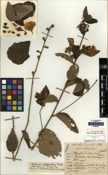 Type specimen at Edinburgh (E). Esquirol, Joseph: 3668. Barcode: E00284361.