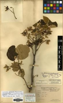 Type specimen at Edinburgh (E). Esquirol, Joseph: 2185. Barcode: E00284363.