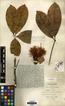 Type specimen at Edinburgh (E). Kerr, Arthur: 2838. Barcode: E00284367.