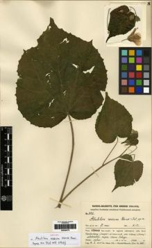 Type specimen at Edinburgh (E). Handel-Mazzetti, Heinrich: 8522. Barcode: E00284375.