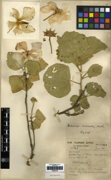 Type specimen at Edinburgh (E). Forrest, George: 20541. Barcode: E00284378.