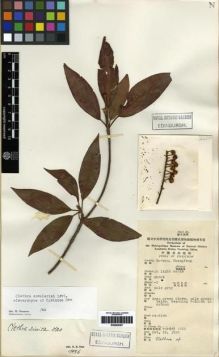 Type specimen at Edinburgh (E). Tsiang, Ying: 4655. Barcode: E00284387.